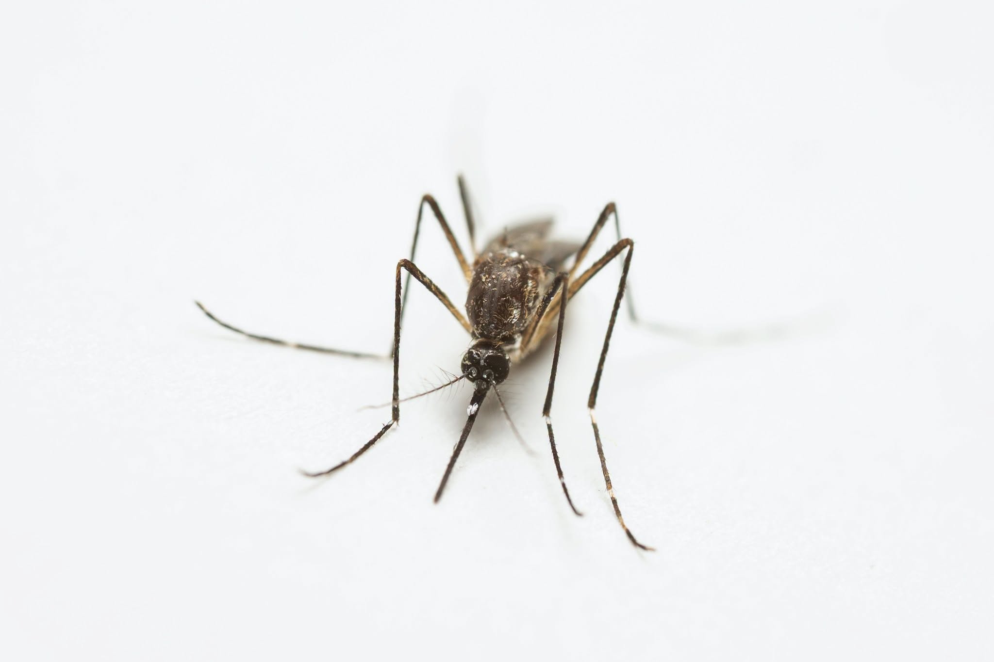 Sunland Park Enhances Mosquito Control Efforts