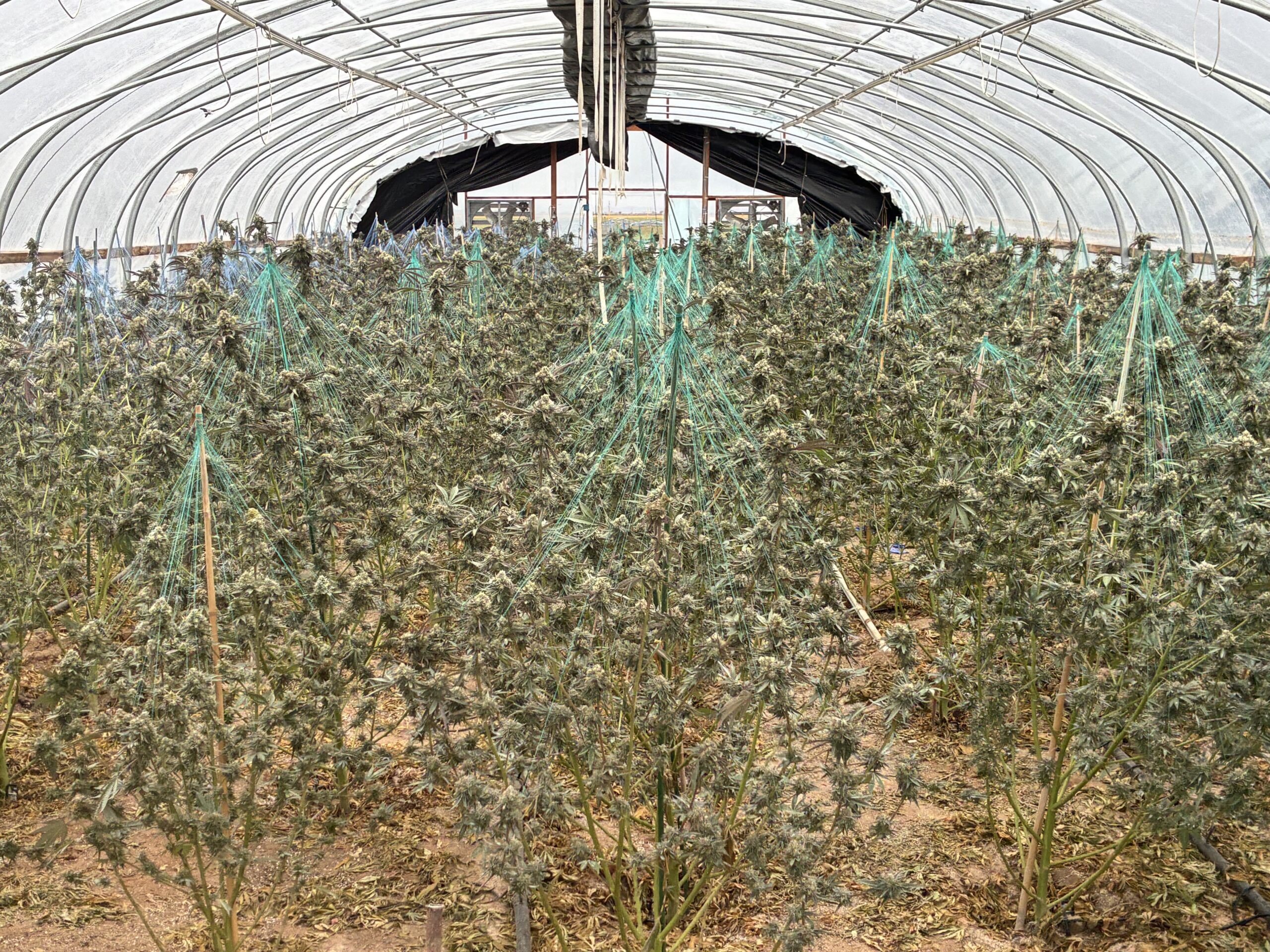 Investigation uncovers illegal cannabis operation in Torrance County