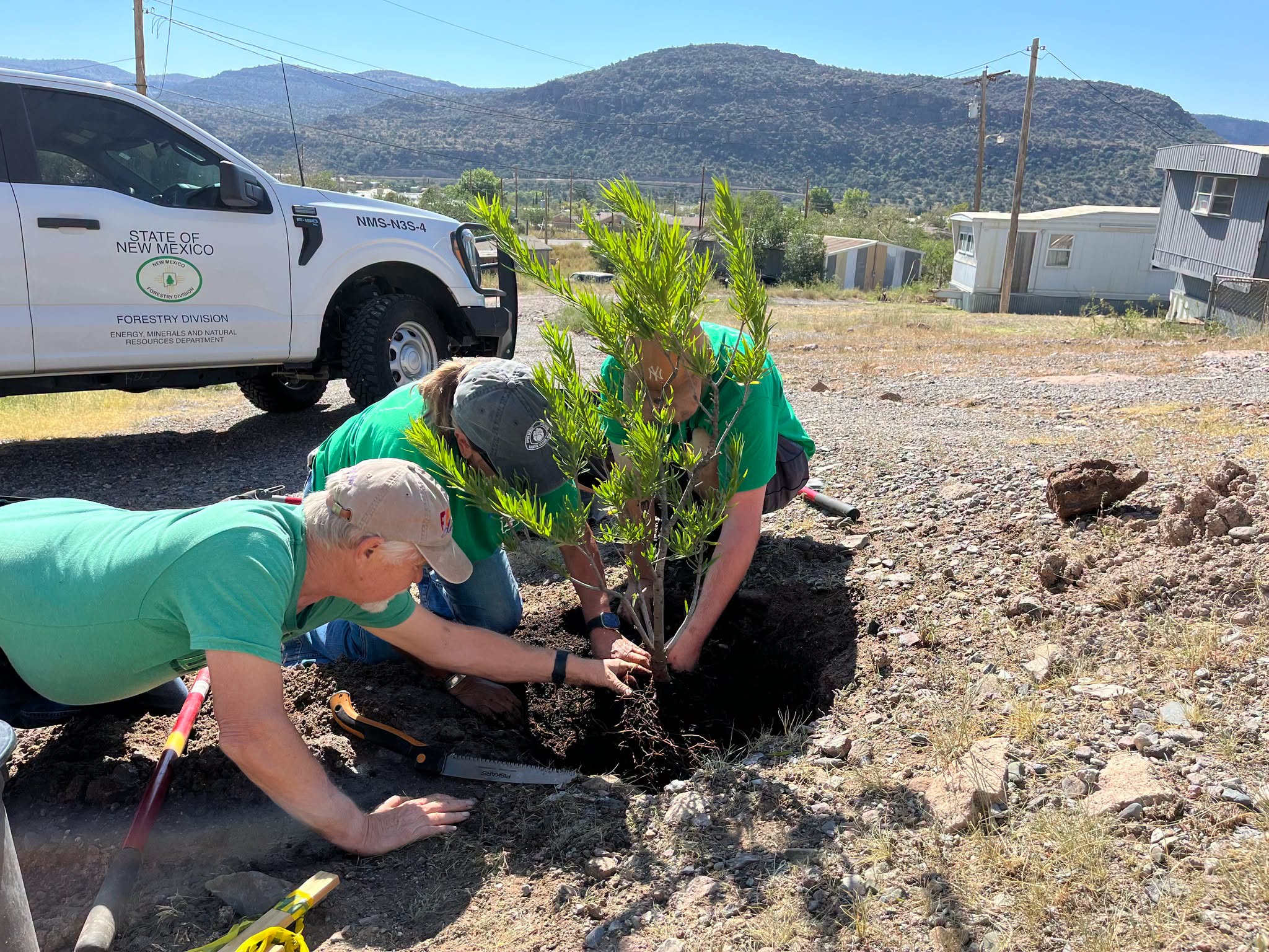 New Mexico Forestry Division Encourages Fall Tree Planting, Offers Tips for Seedling Survival
